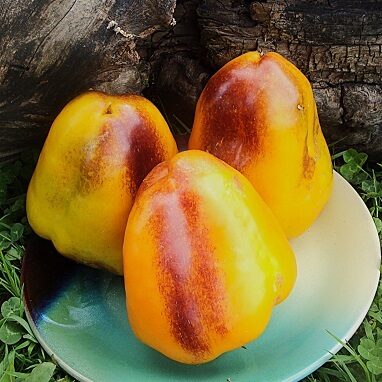 Karūsa (Карась)